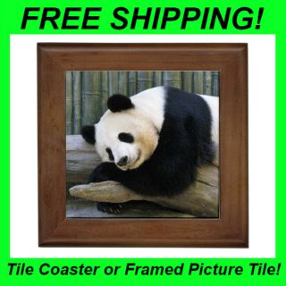 Giant Panda Bear Design #2   Framed Picture Tile & Coaster  DD1168