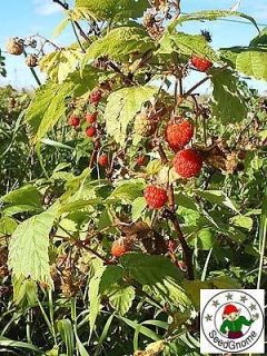   seeds, Berries, Dessert, Growing native plants, Organic, 100