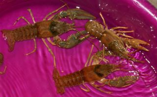 lot crayfish crawdads live koi pond fish time left