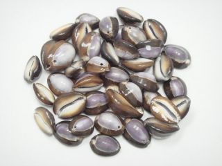 Collectibles > Rocks, Fossils & Minerals > Shells > Cowrie