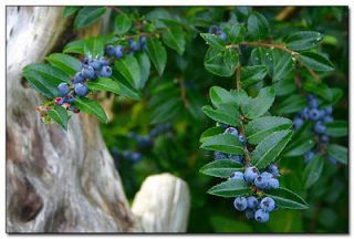 evergreen huckleberry edible plant shrub  0 99