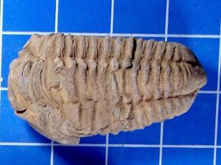 PCF VERY LARGE FLEXICALYMENE TRILOBITE FROM MOROCCO #131 155