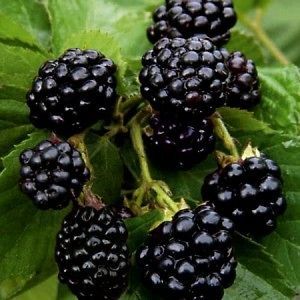 Blackberry Plants   Quachita   Thornless Organic   HIGH QUALITY 