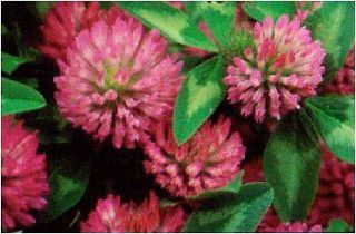Red Clover Seeds ★ Bulk Grass ★ Easy to Grow!! ★ theseedhouse 