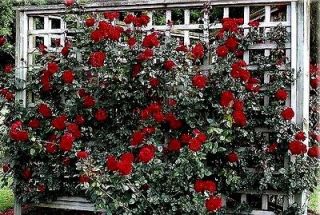 CLIMBING ROSE   Dans De Feu   Fragrant Climbing Rose Plant Stunning 