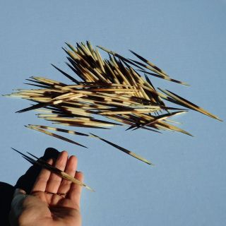 100 piece lot of African Porcupine Quills 3 to 4 1/2 inches taxidermy 