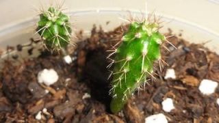 1000 kk339 trichocereus pachanoi san pedro cactus seeds time left