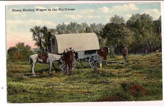 Sheep Herders Wagon in the Northwest Cowboy Covered Wagon Postcard