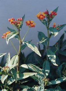 asclepias butterfly weed curassavica red butter seeds  