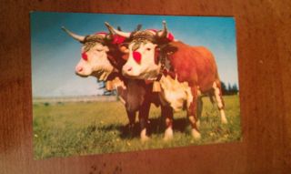 Prize Yoke Of Oxen Ox Halifax Nova Scotia Canada Vintage Unused color 