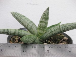 sansevieria boncellensis dwarf form plant in 3 5 pot from