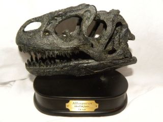 new item dinosaur allosaurus skull model  75