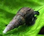 freshwater aquarium snails in Crabs, Snails & Algae Eaters