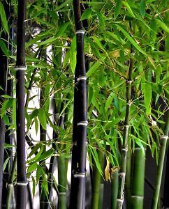 black bamboo plant rhizome mass 11 w x 11 l