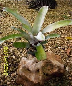 bromeliad aechmea little harv live plant tropical