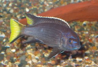 African Cichlid Acei Cichlids Freshwater Fish Lot of 10