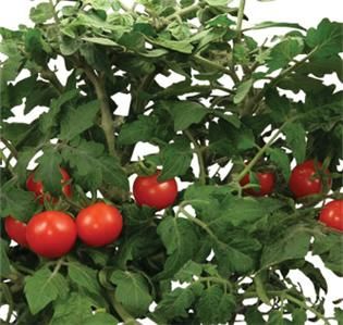 Aerogarden Cherry Tomato Red Seed Kit 3 Pod by Aerogrow