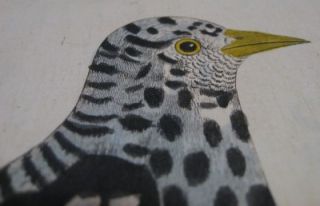Eleazar Albin H C Bird Engraving Pied Black Bird 1731