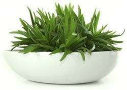 Whats In Aloe Vera That Makes It So Special & Valuable?