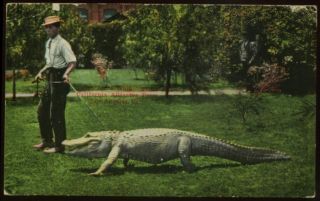 Man Walking An Alligator Farm Los Angeles CA Postcard