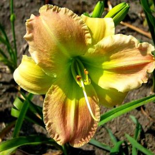 Alta Rose Pink DAYLILY DF Live Plants Perennial Flowers