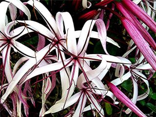 Live Plant RARE Giant Red  Crinum Lily Fragrant