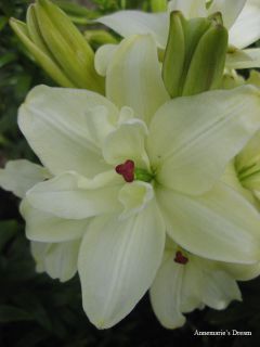 Annemarie s Dream Double Flowering Asiatic Lily Beautiful Flower bulb 