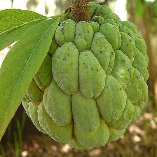 Annona sqamosa SUGAR APPLE SWEETSOP Easy to Grow Tropical Fruit Tree 