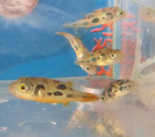 Live Dwart Puffer for Live Freshwater Planted Aquarium Fish