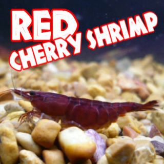   Red Cherry Shrimp Cute Pets for Freshwater Fish Tanks Aquariums