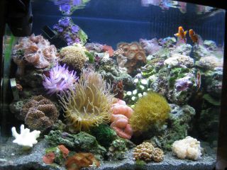 the oceanic biocube is an all inclusive aquarium for any level 