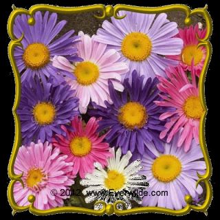 Single Mixed China Aster Wildflower Seeds.gif