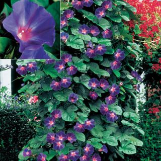   Seeds Star of Yelta Gorgeous Annual Climbing Vine 25 Seeds