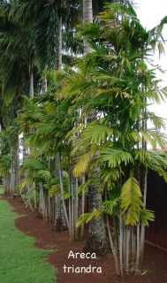 Live Seedling Areca Triandra RARE Bamboo Stem Palm Tree Hawaii Quality 