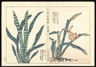   Japanese Print Orchid Sansevieria Kondo Ariyoshi Keisho 1888