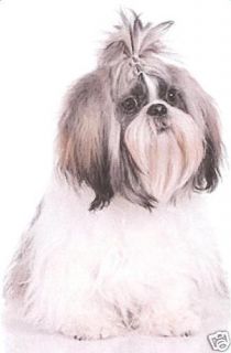Shih Tzu Art Charcoal Sketch Portrait of Your Own Dog 8x10 by Artist L 