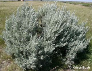 100 Silver Sagebrush Artemisia Ludoviciana Herb Flower Seeds Gift Comb 
