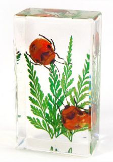   PC Real Preserved Insect Beetle Resin Artistic Paperweights 3