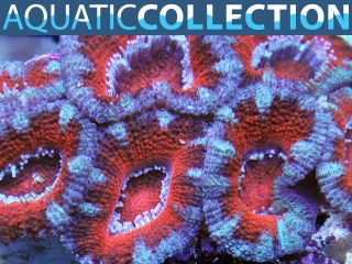 Blood Red and Blue Aussie Acan Lord Live Coral