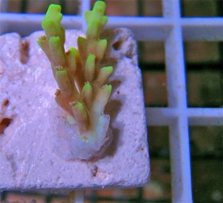 Aussie Glowstick Acropora 1 Live Coral WYSIWYG