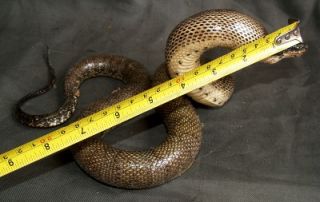 This specimen name is Elaphen radiated Snake a good quality 