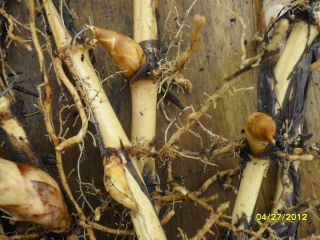 Japanese Timber Bamboo Plant Live Rhizomes 12L
