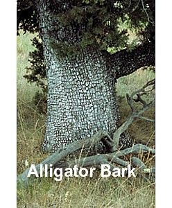 Alligator Juniper 10 Seeds RARE Bonsai or Landscape