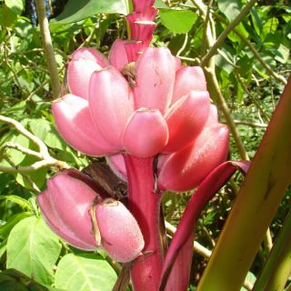 Velvet Pink Banana 100 Viable Seeds Musa Velutina Cold Hardy 