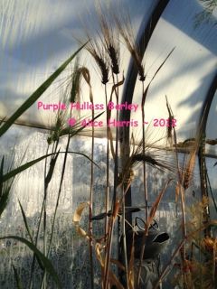 Organic Heirloom Purple Hulless 6 Row Barley Seed