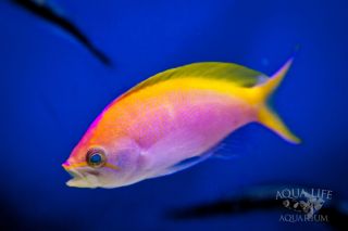 Bartletts Anthias (Pseudanthias bartlettorum) Live Saltwater Fish