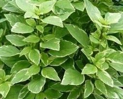 Pesto Perpetuo Variegated Basil Live Herb Plant
