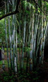 Fernleaf Bamboo Plants