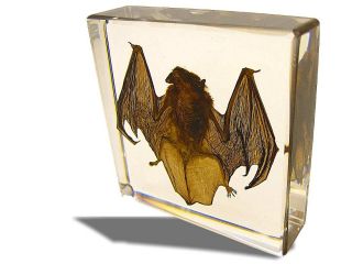Bat Inside Clear Lucite Glass Paper Weight Paperweight Conversation 