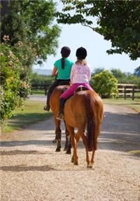 35 for One , Three , or Five One Hour Horseback Riding Lessons for 